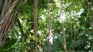 蕨类植物鸟巢榕树明亮的蕨类植物鸟巢大绿色叶子日益增长的榕树热带植物日益增长的丛林雨森林阳光明媚的一天自然